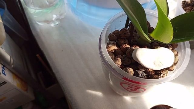 10.08.2022г. Волшебная Перекись Водорода для ОРХИДЕИ - УЦЕНОЧКИ ПОД НОМЕРОМ 7! смотреть онлайн