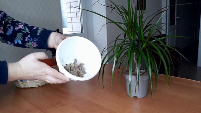 Как пересадить драцену: 8 этапов пересадки драцены смотреть онлайн