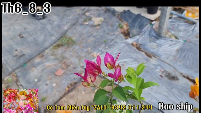 Th6_8_3 Hoa giấy 10 đến 20 loại giống mới đẹp sai ĐT 0842 611 244 смотреть онлайн