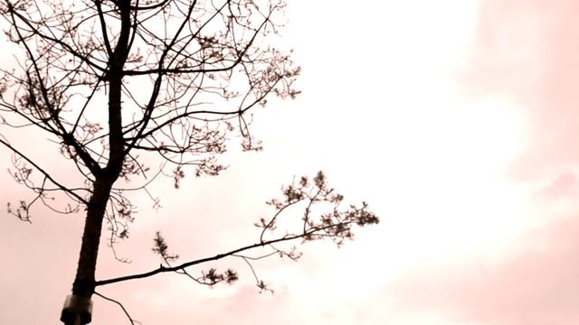first video from my Nikon D3100 смотреть онлайн