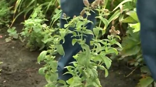 Травы-приправы на садовом участке. Пахнет душистой мятой-травой смотреть онлайн