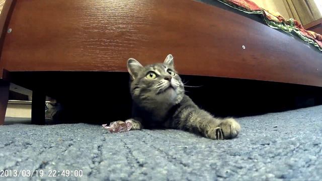 Кошка Бусинка испугалась. scared cat смотреть онлайн