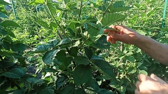 ЕЖЕВИКА ПРАЙМ АРК ФРИДОМ ОТЛИЧНАЯ ЯГОДА, НЕ ПРИХОТЛИВЫЙ СОРТ.