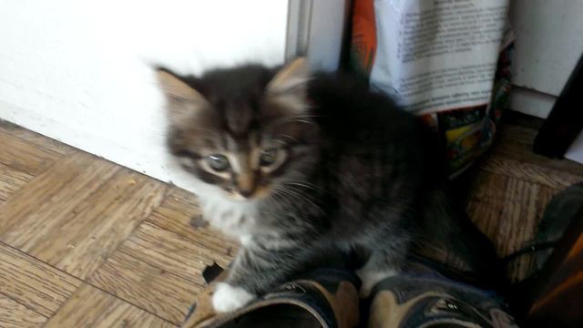 Котята любят играть моими тапками смотреть онлайн