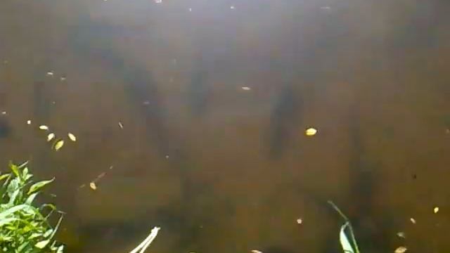 Нерест густеры, нижняя Москва-река - В Подмосковье, водятся "Лещи"!!! )) ))) смотреть онлайн