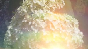 Гортензия метельчатая Саммер Сноу (Summer Snow)