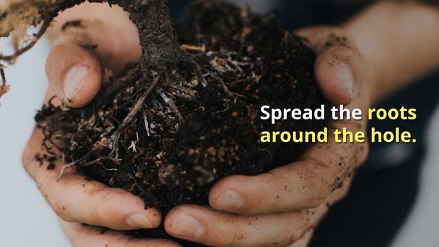 Pistacia chinensis Growing Guide by GardenersHQ смотреть онлайн