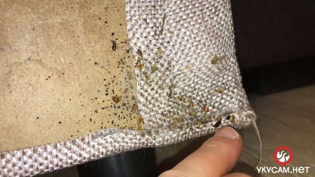 Закрепляющая обработка от клопов ( Уничтожение клопов в СПБ 2020 - 14 ) (Перезалив) смотреть онлайн