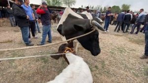 ЖУМА БОЗОР НАРХИ МОЛИ МАЙДА КАЛОН 8 АПРЕЛ 2022 ЧУЗИ ШАХРИНАВ НАРХО АРЗОН ДЕШЕВЛИ