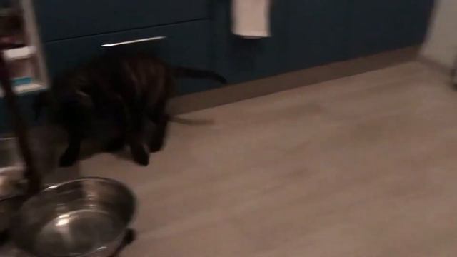 3 month brindle bullmastiff puppy смотреть онлайн