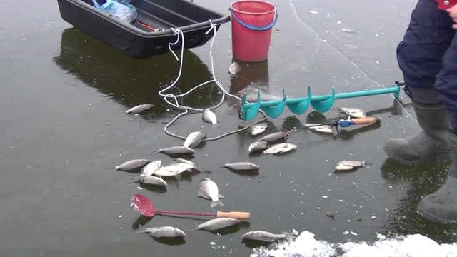 Карасевый рай! Новости Жирновска - форум ЖИРАФ смотреть онлайн