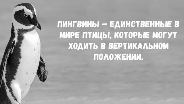 Пингвины. Интересные факты о животных. смотреть онлайн