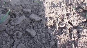 САЖАЮ ЛУК семейный ПО СВОЕМУ МЕТОДУ.