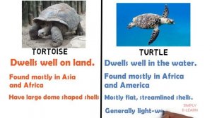 Difference between Turtle and tortoise | Turtle vs tortoise | Simply E-learn Kids