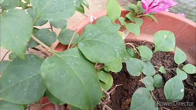 BEAUTIFUL BOUGAINVILLEA - KRISTINA #bougainvillea #bougie #viral #trending #fyp #viralvideo #flower