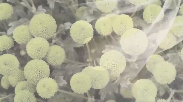 Это безумно красивая мелодия! Подари тебе любовь - Самая красивая мелодия в мире#2 смотреть онлайн