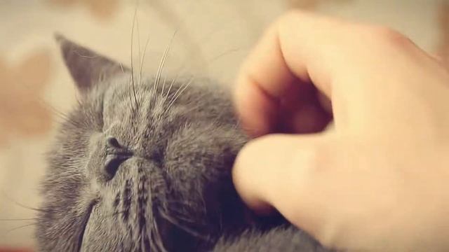 650D Video Test 18-55mm - British Cats