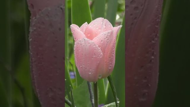 Тюльпан. Цветы. Красивая музыка. Звуки природы. Пение птиц. Релакс. смотреть онлайн