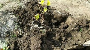 Пересадка винограда первого года на постоянное место.Без ошибок.