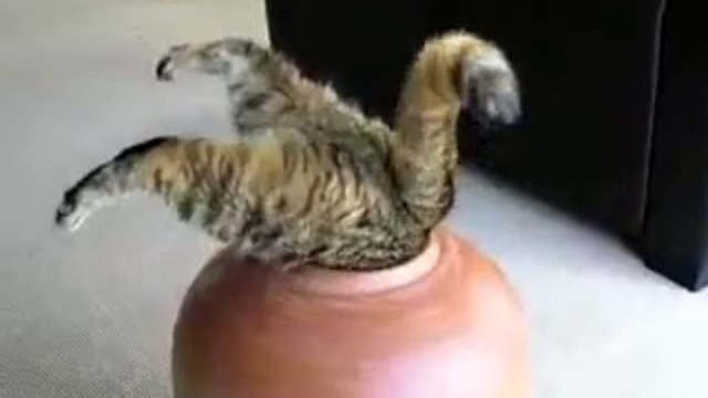 Кот - джин смотреть онлайн