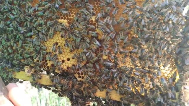 Маточники роевые и свищевые. Маточники тихой смены. Какие маточники лучше для па смотреть онлайн