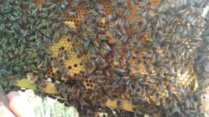 Маточники роевые и свищевые. Маточники тихой смены. Какие маточники лучше для па