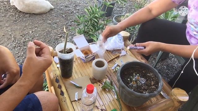 Part 2 | Uprooting & Grafting ng mga Root Trained Adenium. Pinagputulan ng Root Stock pwede i-graft смотреть онлайн