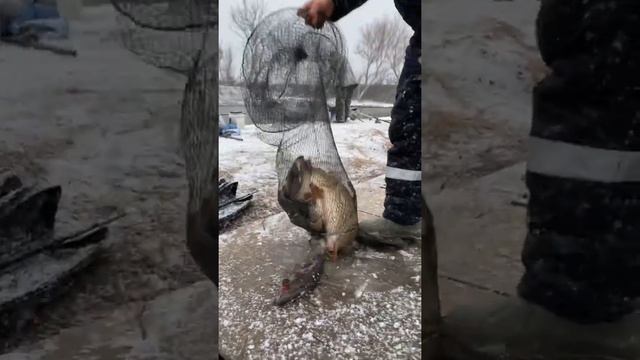 Платная рыбалка, пруд Чёрные камни 20.11.21. Улов рыбака. смотреть онлайн