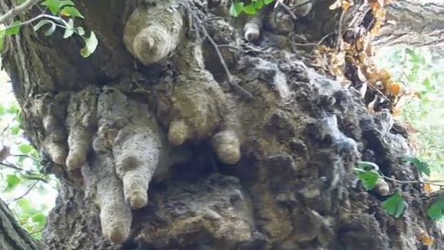 Chichi on old Ginkgo - 2 смотреть онлайн