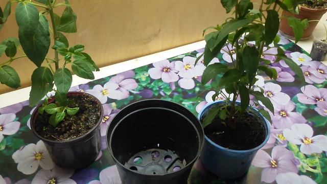 Перевалка фуксий в свежий грунт. Стимулирую цветение. смотреть онлайн