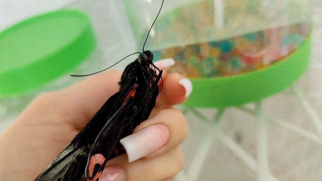 Печальная ИСТОРИЯ БАБОЧКИ МУТАНТА смотреть онлайн