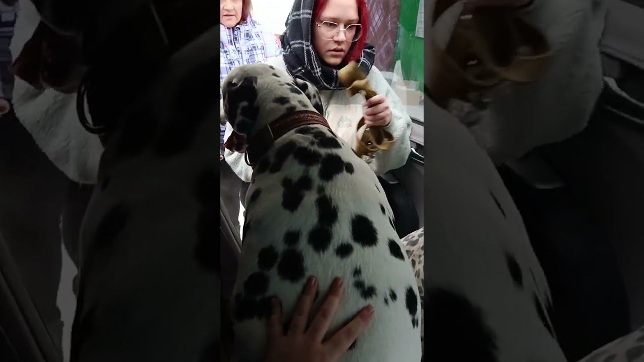 Чара смотреть онлайн