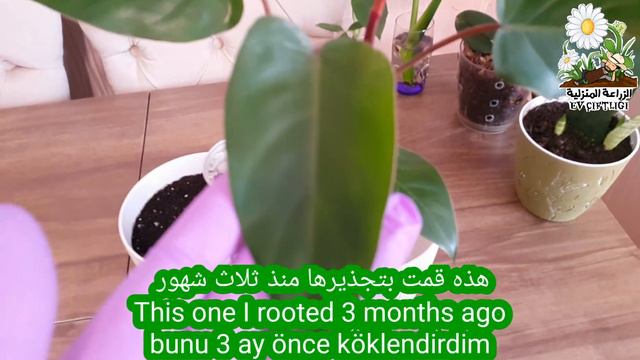 اكثار نبات فيلوديندرون احمر / نبات الحب / فيلوديندرون إروبسنس смотреть онлайн