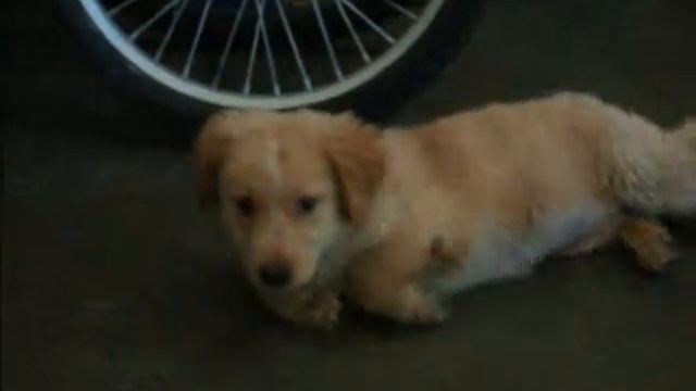 Java when she was a Puppy..... RIP... смотреть онлайн