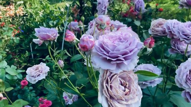 Роза Роза Новалис (Novalis) Флорибунда