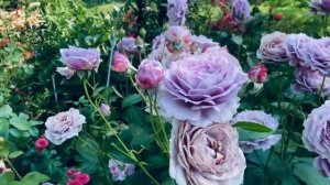 Роза Роза Новалис (Novalis) Флорибунда