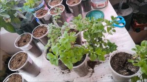 Черенкование бакопы.