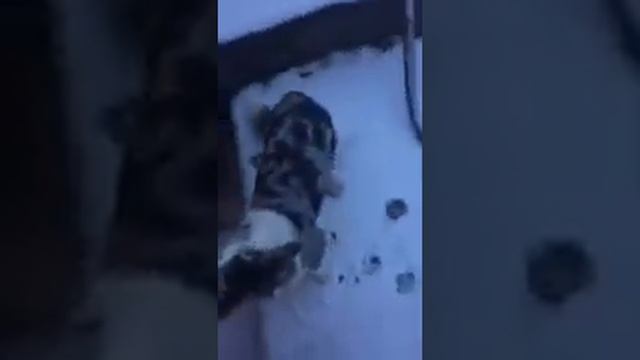 Федя вельш корги кардиган первый в жизни снег welsh corgi cardigan смотреть онлайн