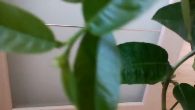 Лимон "Пандероза", период активного роста, готовимся к цветению!!!! смотреть онлайн