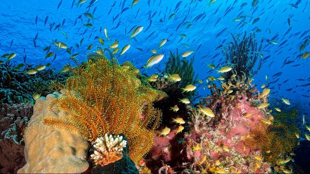 Морские глубины смотреть онлайн