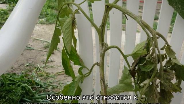 Черная ножка у рассады томатов — что делать смотреть онлайн