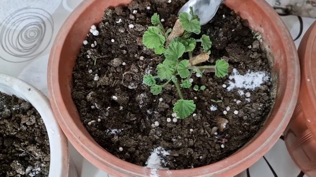 TOPRAĞA SERPİŞTİRİN😉Bol Bol Filizlensin SARDUNYALAR✅️Doğal Çiçek Çoşturan✅️Sardunya Bakımı смотреть онлайн