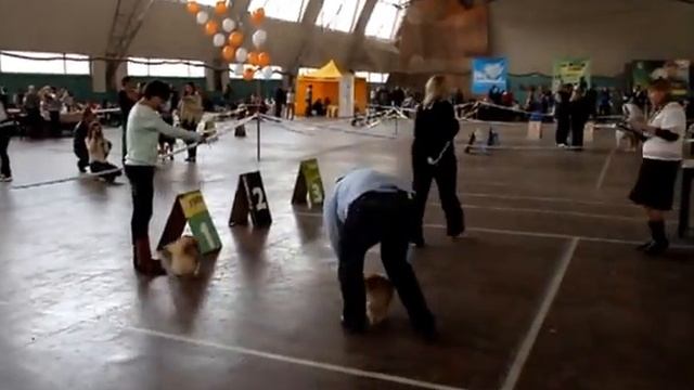 26 10померанцы) смотреть онлайн