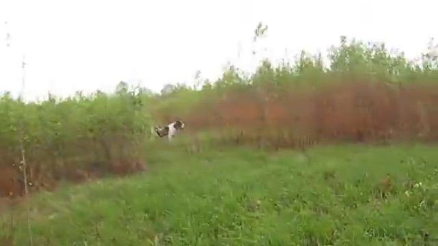 Алабаи. Наши азиатики.Нока гуляет в поле , май 2012.-а смотреть онлайн