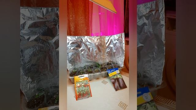 Заборчик из фольги. Фотоальбом для семян смотреть онлайн
