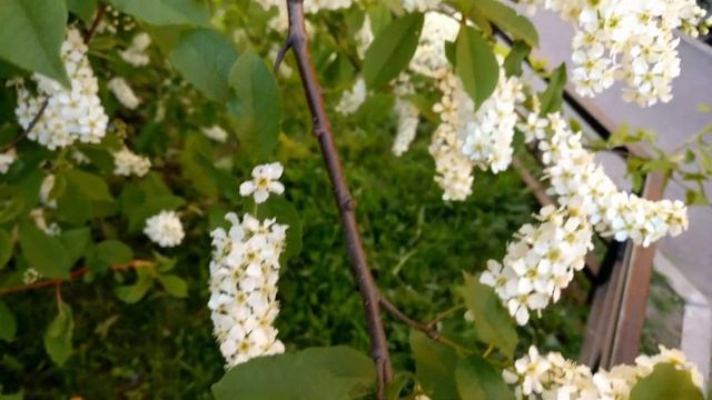 4k Video - How Does Bird Cherry Blossom? - Как цветет черемуха?