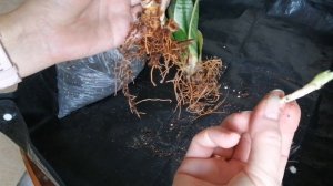 Срочная пересадка новых сансивьерий!!!?♀️ Это ужас!!! ?♀️?