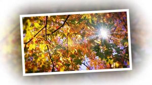 А листочек с березки упал