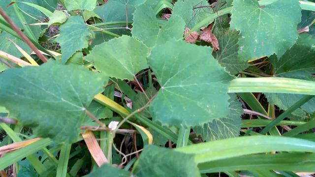 Fake Canon Camcorder Review and Teardown смотреть онлайн