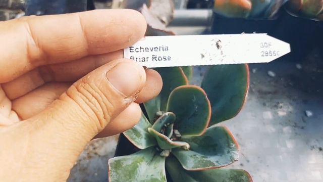 Unboxing Succulents from Mountain Crest Gardens/Review смотреть онлайн
